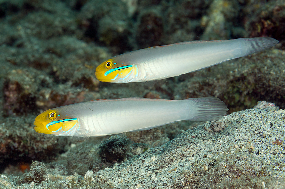 Click to View Golden-head Sleeper-Goby<br><span style='font-size:12px'><i>Fishbase</i></span>