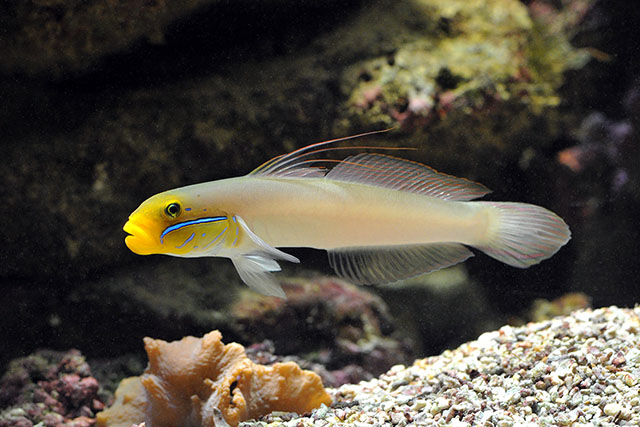 Click to View Golden-head Sleeper-Goby<br><span style='font-size:12px'><i>Fishbase</i></span>