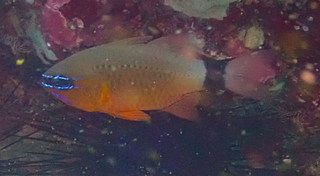 Click to View Golden Cardinalfish<br><span style='font-size:12px'><i>Dave & Rose</i></span>