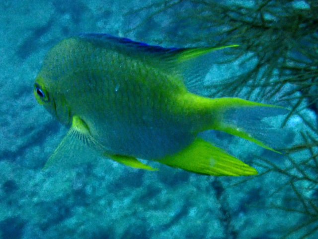 Golden Damselfish<br><span style='font-size:12px'><i>Dave & Rose</i></span>