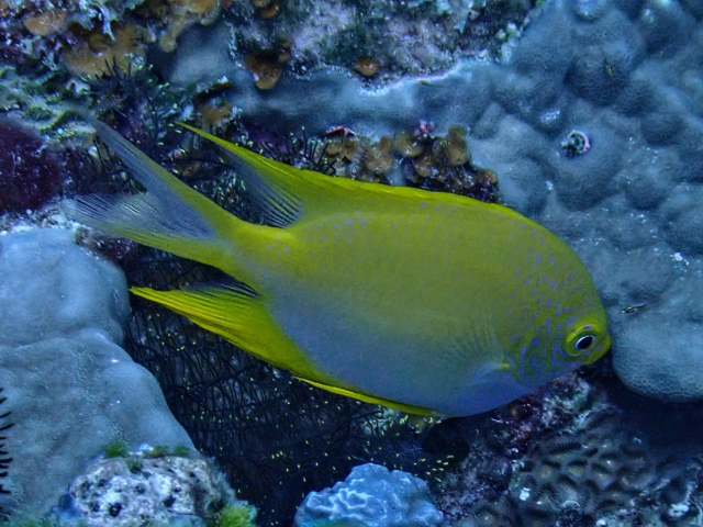 Click to View Golden Damselfish<br><span style='font-size:12px'><i>Dave & Rose</i></span>