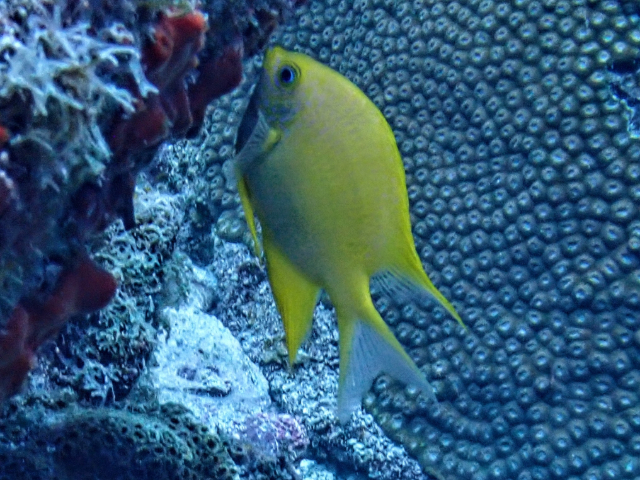 Click to View Golden Damselfish<br><span style='font-size:12px'><i>Dave & Rose</i></span>