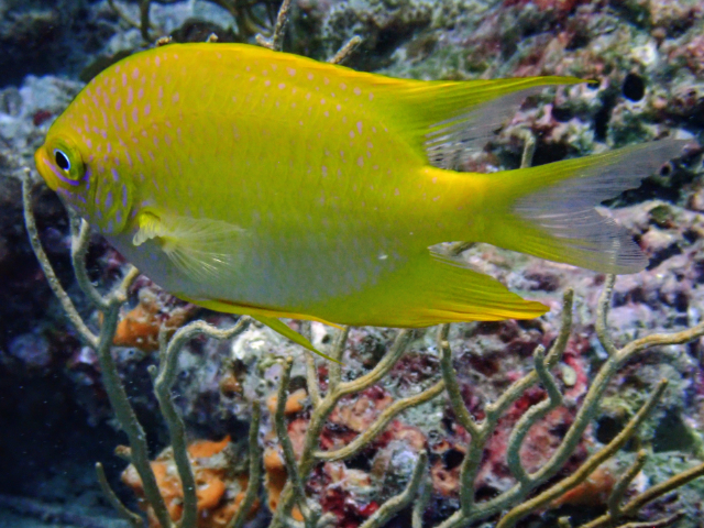 Click to View Golden Damselfish<br><span style='font-size:12px'><i>Dave & Rose</i></span>