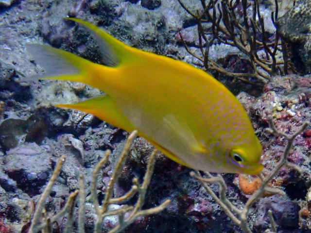 Click to View Golden Damselfish<br><span style='font-size:12px'><i>Dave & Rose</i></span>