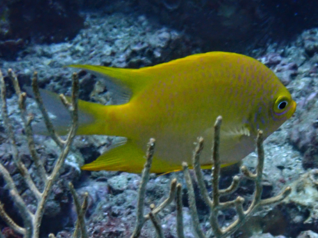 Click to View Golden Damselfish<br><span style='font-size:12px'><i>Dave & Rose</i></span>