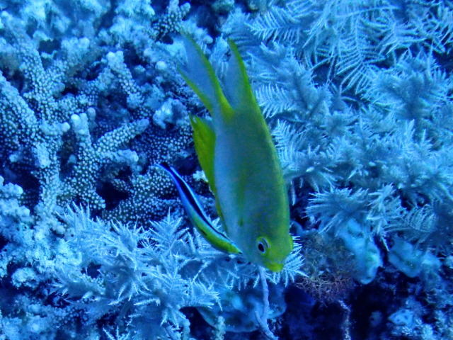 Golden Damselfish<br><span style='font-size:12px'><i>Dave & Rose</i></span>