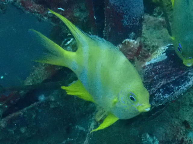 Click to View Golden Damselfish<br><span style='font-size:12px'><i>Dave & Rose</i></span>