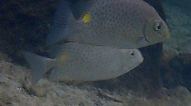 Click to View Golden Rabbitfish<br><span style='font-size:12px'><i>Dave & Rose</i></span>