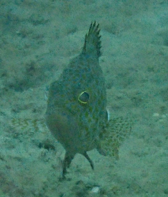 Click to View Golden Rabbitfish<br><span style='font-size:12px'><i>Dave & Rose</i></span>