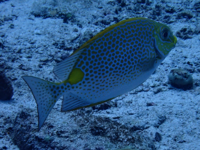 Click to View Golden Rabbitfish<br><span style='font-size:12px'><i>Dave & Rose</i></span>