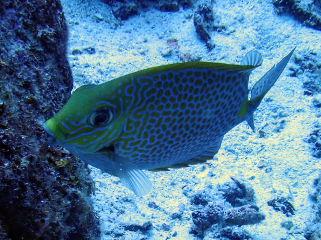 Click to View Golden Rabbitfish<br><span style='font-size:12px'><i>Dave & Rose</i></span>