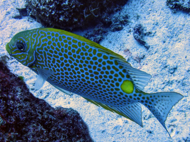 Click to View Golden Rabbitfish<br><span style='font-size:12px'><i>Dave & Rose</i></span>
