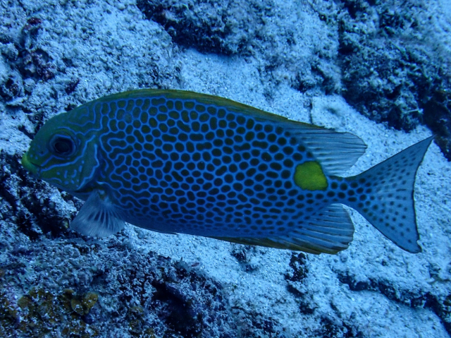 Click to View Golden Rabbitfish<br><span style='font-size:12px'><i>Dave & Rose</i></span>