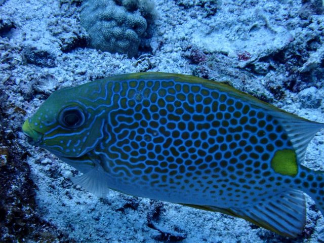 Click to View Golden Rabbitfish<br><span style='font-size:12px'><i>Dave & Rose</i></span>