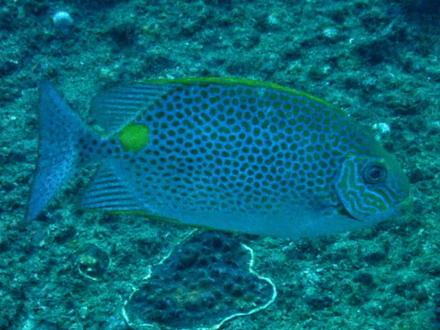 Golden Rabbitfish<br><span style='font-size:12px'><i>Dave & Rose</i></span>