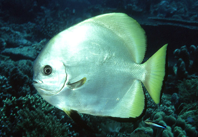 Click to View Golden Spadefish<br><span style='font-size:12px'><i>Fishbase</i></span>