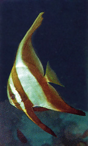 Click to View Golden Spadefish - juvenile<br><span style='font-size:12px'><i>Fishbase</i></span>