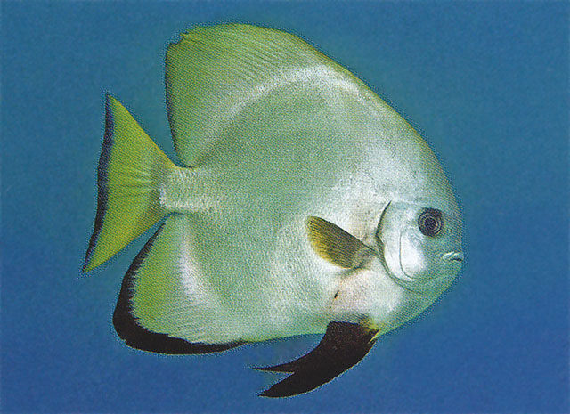 Click to View Golden Spadefish<br><span style='font-size:12px'><i>Fishbase</i></span>