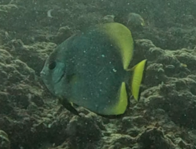 Click to View Golden Spadefish<br><span style='font-size:12px'><i>Dave & Rose</i></span>