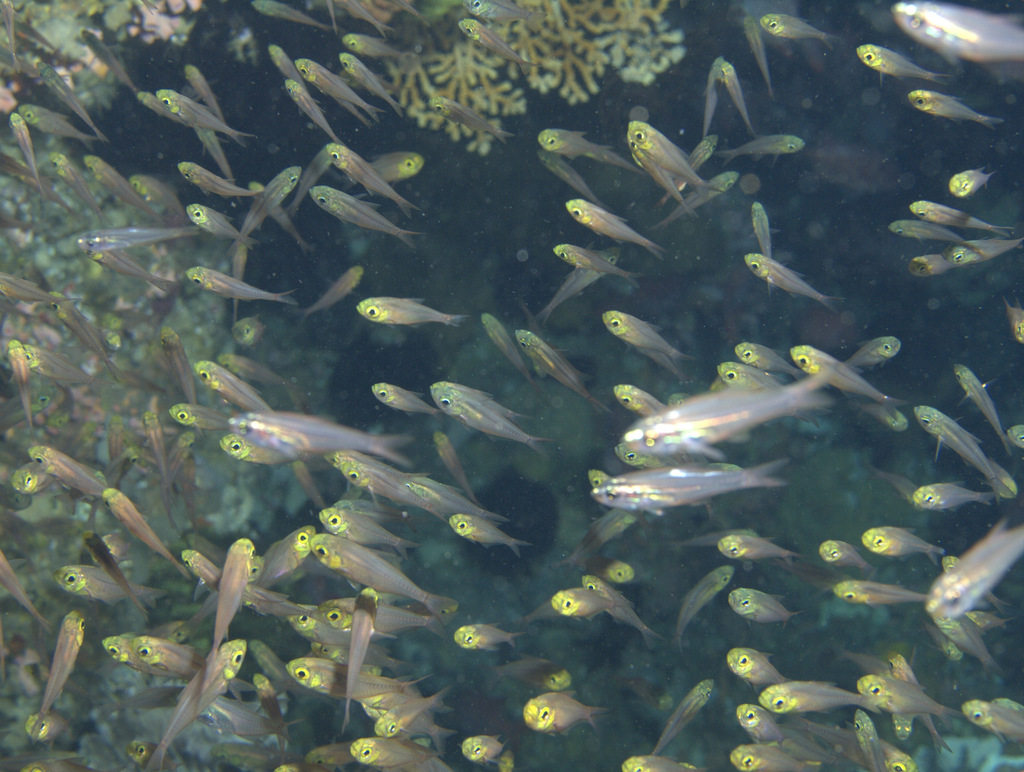 Click to View Golden Sweeper<br><span style='font-size:12px'><i>iNaturalist</i></span>