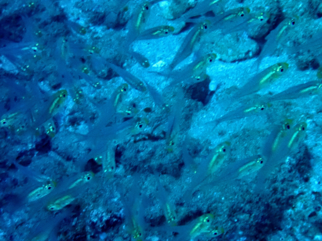 Click to View Golden Sweeper<br><span style='font-size:12px'><i>Dave & Rose</i></span>