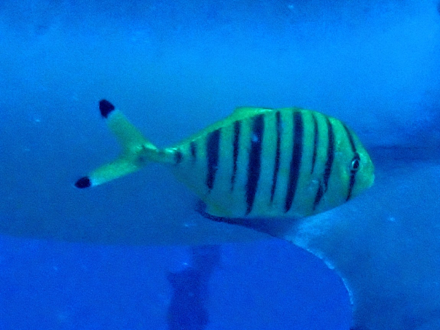 Golden Trevally<br><span style='font-size:12px'><i>Dave & Rose</i>&nbsp&nbspMaldives&nbsp&nbsp14th Jan 2026</span>