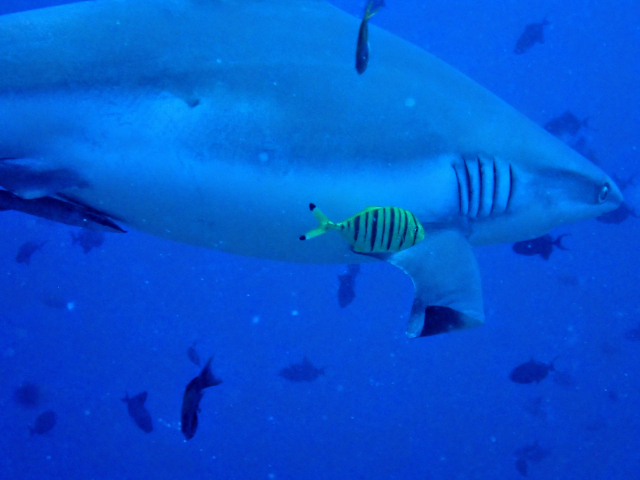 Golden Trevally w Grey Reef Shark<br><span style='font-size:12px'><i>Dave & Rose</i></span>