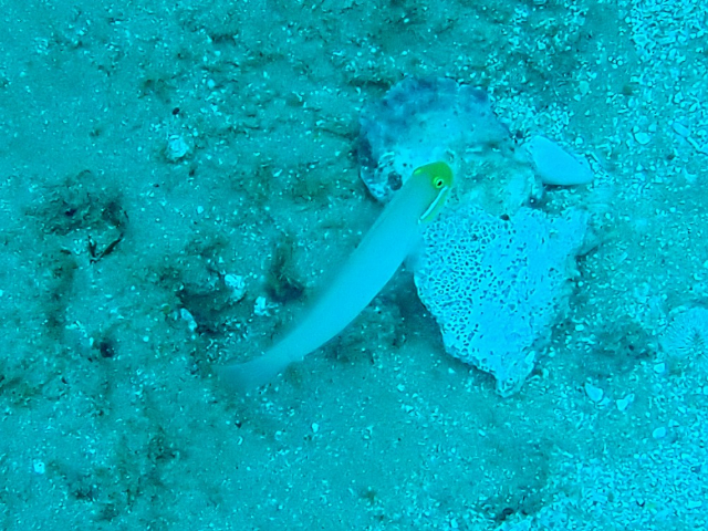 Click to View Golden-head Sleeper-Goby<br><span style='font-size:12px'><i>Dave & Rose</i></span>