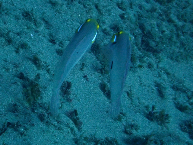 Click to View Golden-head Sleeper-Goby<br><span style='font-size:12px'><i>Dave & Rose</i></span>