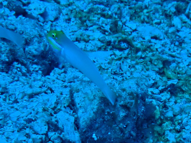 Click to View Golden-head Sleeper-Goby<br><span style='font-size:12px'><i>Dave & Rose</i></span>