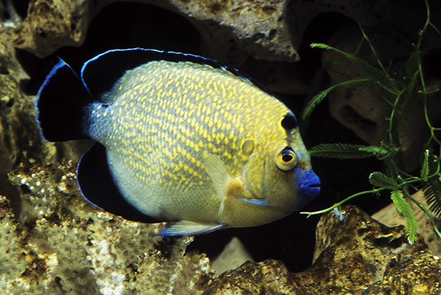 Click to View Golden-spotted Angelfish<br><span style='font-size:12px'><i>Fishbase</i></span>