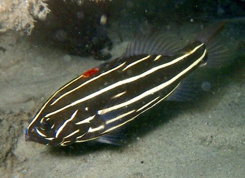 Click to View Goldenstriped Soapfish<br><span style='font-size:12px'><i>iNaturalist</i></span>
