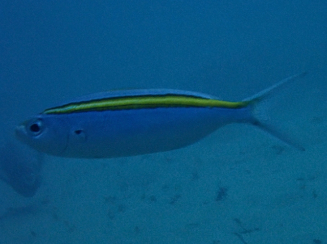 Click to View Goldsash Fusilier<br><span style='font-size:12px'><i>Dave & Rose</i></span>