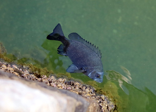 Goldsilk Seabream Goldsilk Seabream<br><span style='font-size:12px'><i>iNaturalist</i>    </span>