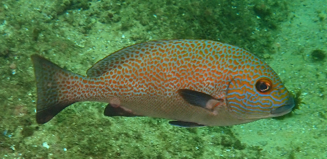 Click to View Goldspotted sweetlips<br><span style='font-size:12px'><i>Dave & Rose</i></span>