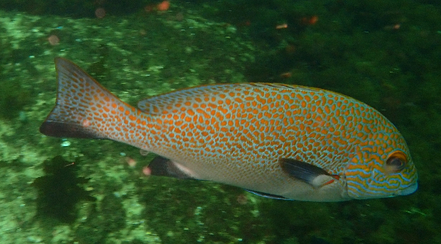 Click to View Goldspotted sweetlips<br><span style='font-size:12px'><i>Dave & Rose</i></span>