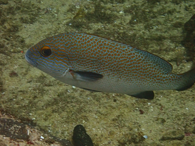 Click to View Goldspotted sweetlips<br><span style='font-size:12px'><i>Dave & Rose</i></span>