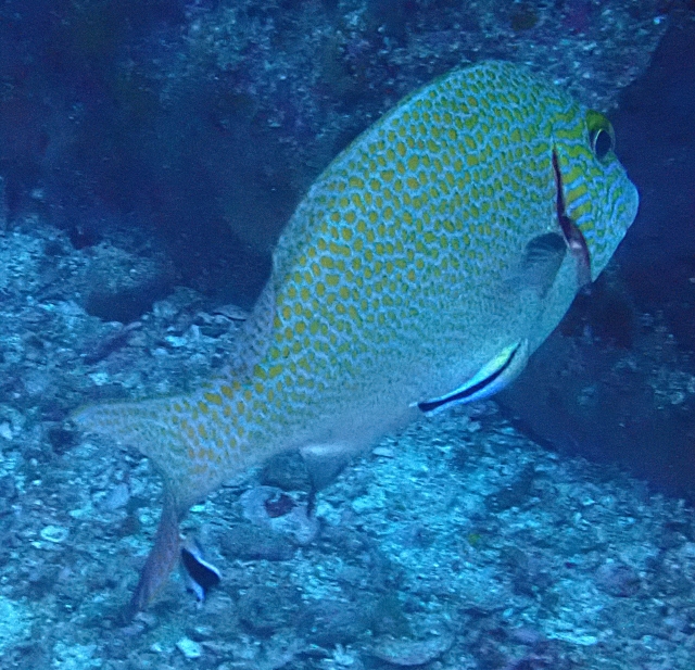 Click to View Goldspotted sweetlips<br><span style='font-size:12px'><i>Dave & Rose</i></span>