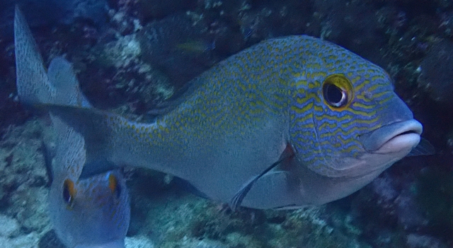 Click to View Goldspotted sweetlips<br><span style='font-size:12px'><i>Dave & Rose</i></span>