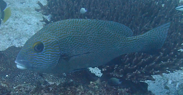 Click to View Goldspotted Sweetlips<br><span style='font-size:12px'><i>Dave & Rose</i></span>