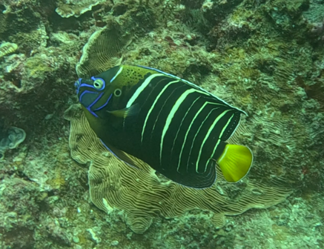 Click to View Goldtail Angelfish<br><span style='font-size:12px'><i>Dave & Rose</i></span>