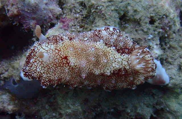 Click to View Reticulated chromodorid<br><span style='font-size:12px'><i>Dave & Rose</i></span>