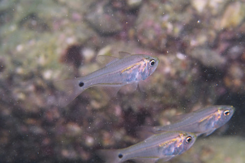 Click to View Gon's Cardinalfish<br><span style='font-size:12px'><i>iNaturalist</i></span>