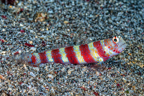 Gorgeous Shrimpgoby<br><span style='font-size:12px'><i>iNaturalist</i>&nbsp&nbsp&nbsp&nbsp</span>