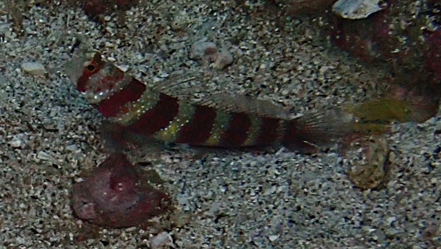 Click to View Diagonal Shrimpgoby<br><span style='font-size:12px'><i>Dave & Rose</i></span>