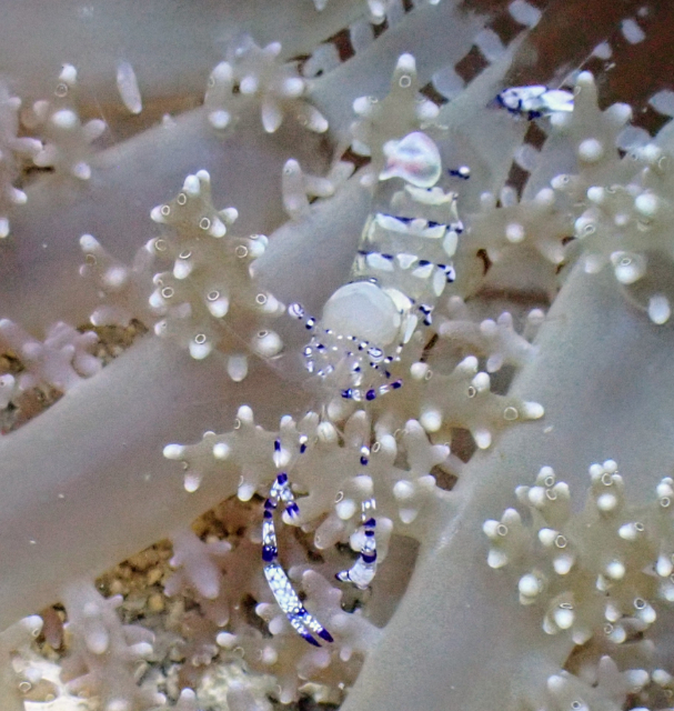 Click to View Graceful Anemone Shrimp<br><span style='font-size:12px'><i>Dave & Rose</i></span>