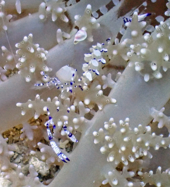 Click to View Graceful Anemone Shrimp<br><span style='font-size:12px'><i>Dave & Rose</i></span>