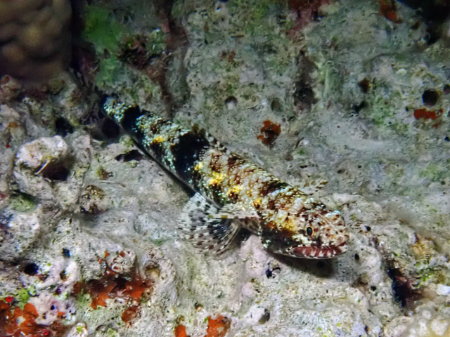 Click to View Gracile Lizardfish<br><span style='font-size:12px'><i>Dave & Rose</i></span>