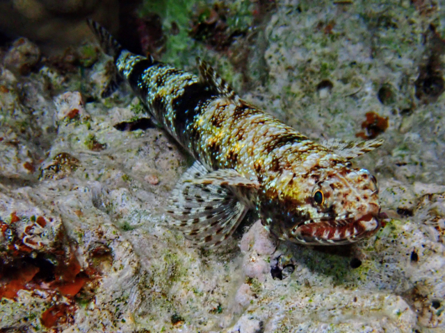 Click to View Gracile Lizardfish<br><span style='font-size:12px'><i>Dave & Rose</i></span>