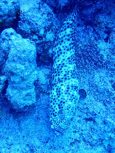 Click to View Greasy Grouper<br><span style='font-size:12px'><i>Dave & Rose</i></span>